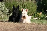 SCOTTISH TERRIER 205